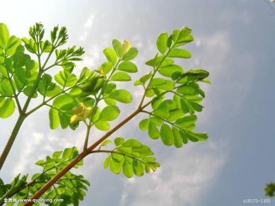 ȫȷ79232555 ֱ¹ڲȾ